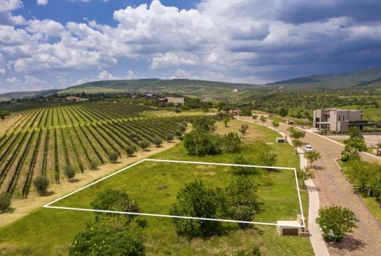 Viñedos San Miguel Lot