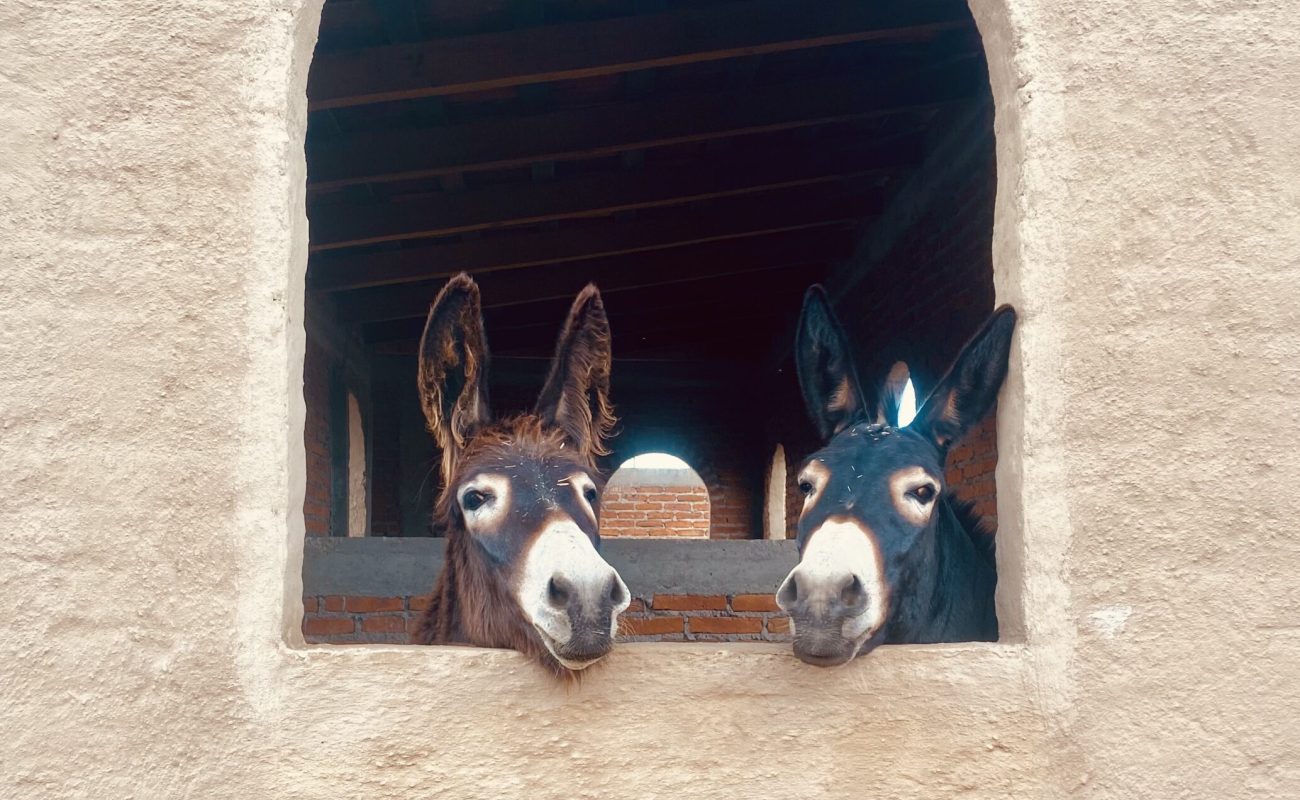 IMG_6283-1-scaled-rc7lykp9hf9q73wl5embz6wmtj9jpyj8sf58in14jk